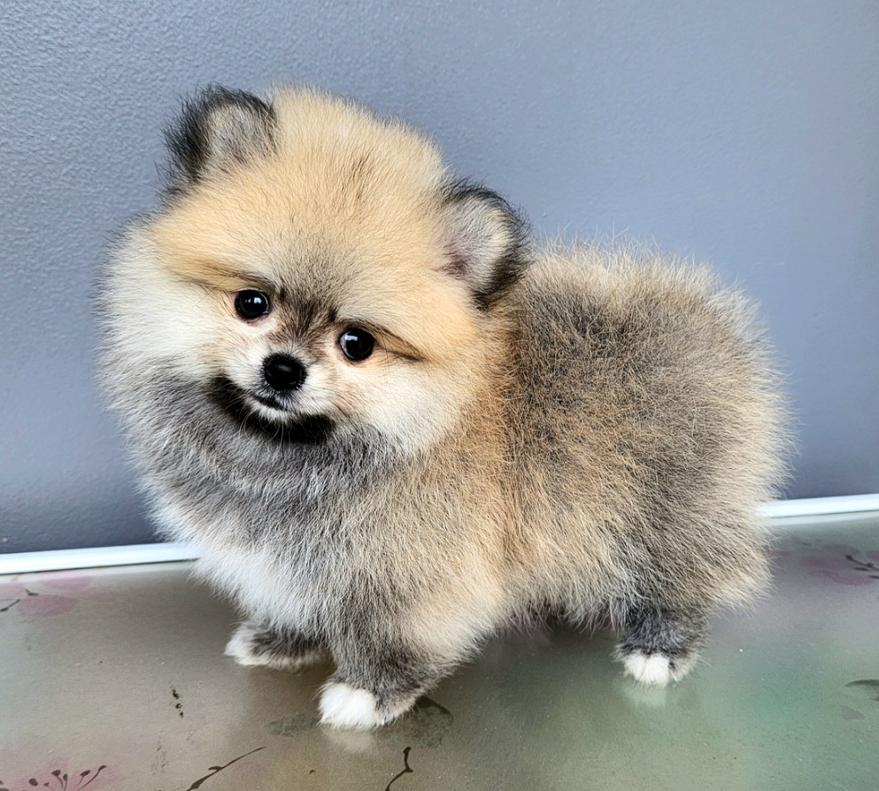 ขายน้องปอมแท้ ญ ช น้องพร้อมจองหาบ้านใหม่แล้วครับคร้า (ปอมแท้ ขนแน่น นุ่มๆ)🥰 สนใจติดต่อ โทร. 063-3636669 Line ID : loveyoueiei01น้องสวยไม่ผิดหวังจ้าาา รูปที่ 5