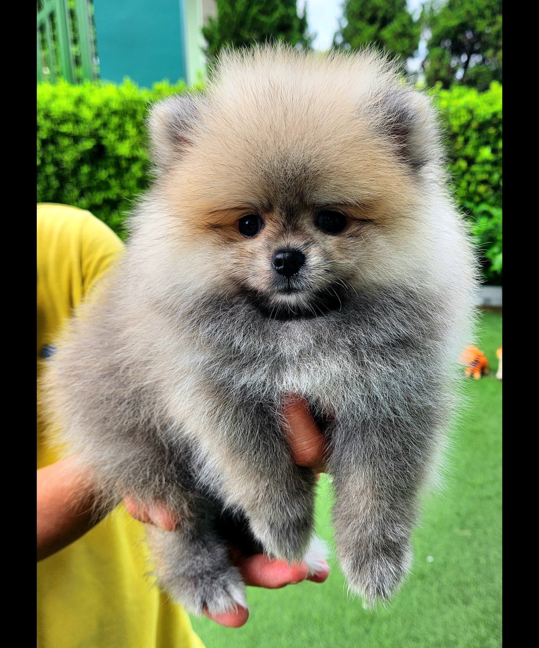 ขายน้องปอมแท้ ญ ช น้องพร้อมจองหาบ้านใหม่แล้วครับคร้า (ปอมแท้ ขนแน่น นุ่มๆ)🥰 สนใจติดต่อ โทร. 063-3636669 Line ID : loveyoueiei01น้องสวยไม่ผิดหวังจ้าาา รูปที่ 3