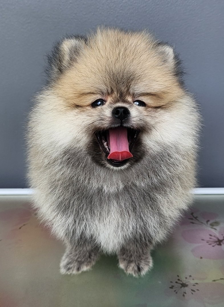 ขายน้องปอมแท้ ญ ช น้องพร้อมจองหาบ้านใหม่แล้วครับคร้า (ปอมแท้ ขนแน่น นุ่มๆ)🥰 สนใจติดต่อ โทร. 063-3636669 Line ID : loveyoueiei01น้องสวยไม่ผิดหวังจ้าาา รูปที่ 4