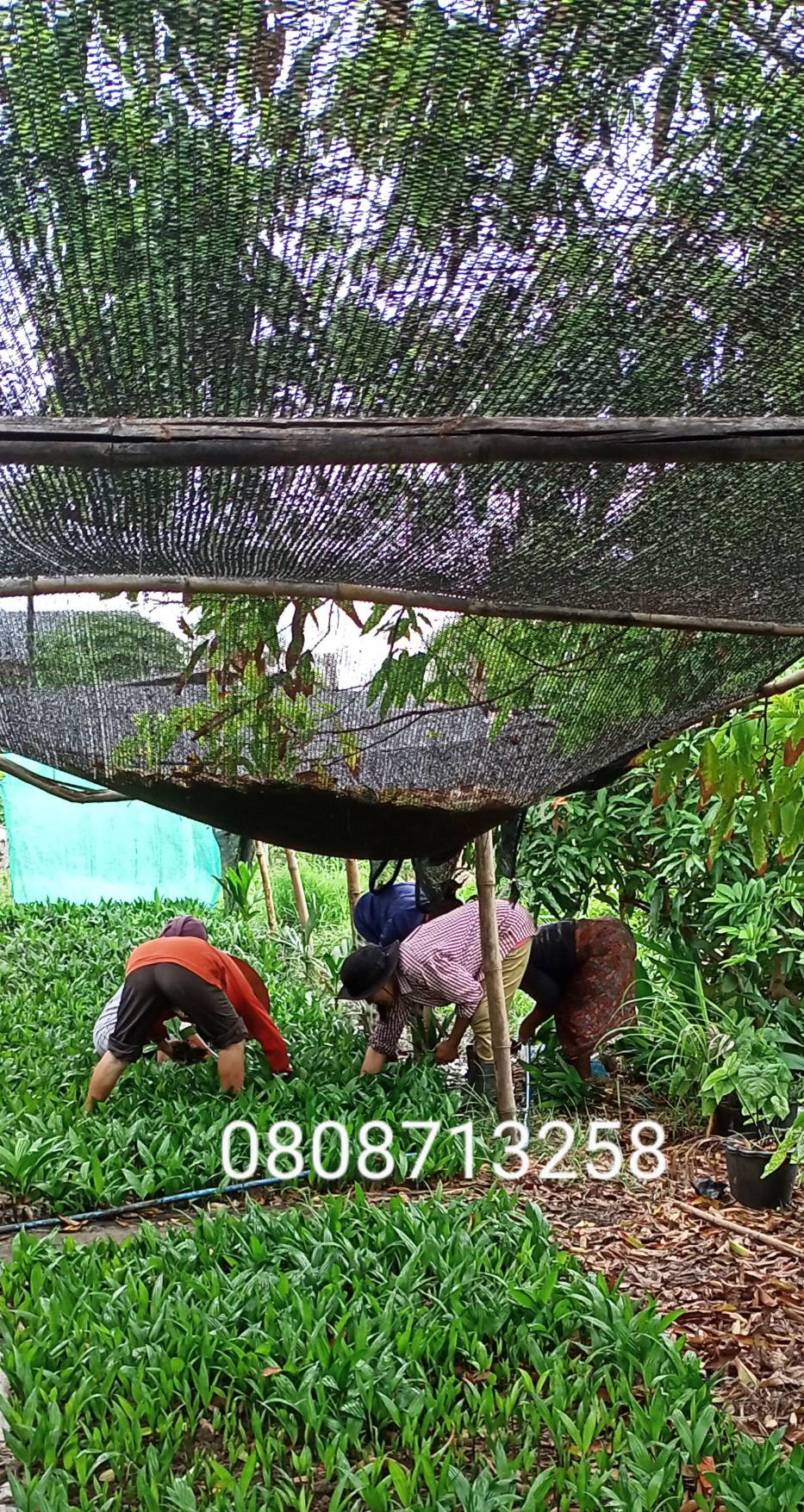 หมากเตี้ย ขายพันธุ์หมากเตี้ย  จัดส่งทั่วประเทศ 0808713258 รูปที่ 3