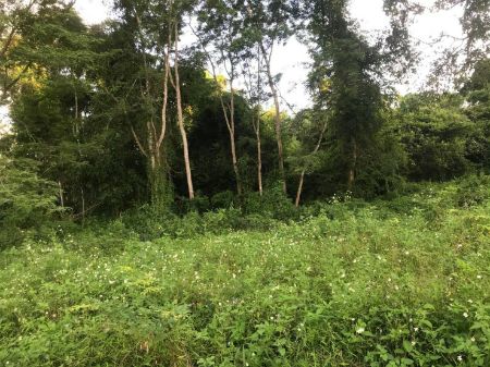 ขาย ที่ดิน เงียบสงบที่ดิน 2 ไร่ 2 งาน 65 ตร.วา ทำเลเด่น รูปที่ 8