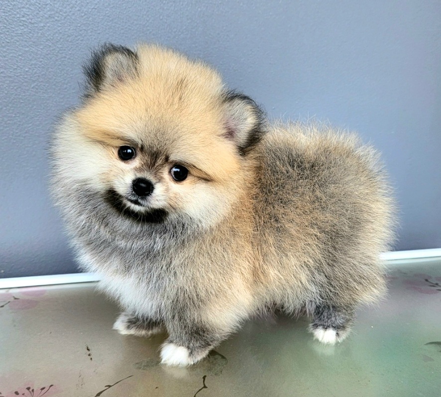ขายน้องปอมแท้ ญ ช น้องพร้อมจองหาบ้านใหม่แล้วครับคร้า (ปอมแท้ ขนแน่น นุ่มๆ)🥰 สนใจติดต่อ โทร. 063-3636669 Line ID : loveyoueiei01น้องสวยไม่ผิดหวังจ้าาา รูปที่ 3