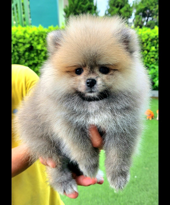 ขายน้องปอมแท้ ญ ช น้องพร้อมจองหาบ้านใหม่แล้วครับคร้า (ปอมแท้ ขนแน่น นุ่มๆ)🥰 สนใจติดต่อ โทร. 063-3636669 Line ID : loveyoueiei01น้องสวยไม่ผิดหวังจ้าาา รูปที่ 6