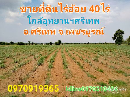 ขาย ที่ดิน  39 ไร่ 3 งาน 80 ตร.วา ใกล้อุทยานประวัติศาสตร์ศรีเทพ เพชรบูรณ์ รูปที่ 1