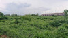รูปย่อ ขายที่ดินหัวหว้าสีม่วง 7 ไร่ ติดโรงงานฮอนด้าโรจนะ ใกล้ถนนเส้น 304 - 2.5 กม. อ.ศรีมหาโพธิ ปราจีนบุรี รูปที่8