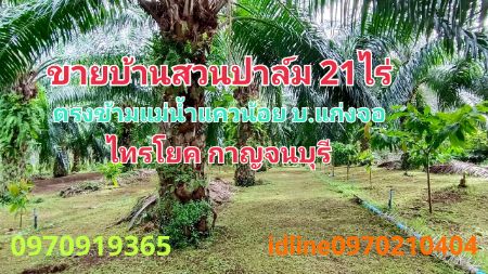 ขาย ที่ดิน บ้านสวนปาล์ม 21 ไร่ 48 ตร.วา ใกล้แม่น้ำแควน้อย ติดถนน บ้านแก่งจอ อ.ไทรโยค กาญจนบุรี รูปที่ 1