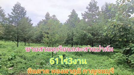 ขาย ที่ดิน สวนทุเรียนและปาล์ม 61 ไร่ 3 งาน ติดถนนสายพุถ่อง-ทองผาภูมิ กาญจนบุรี รูปที่ 1