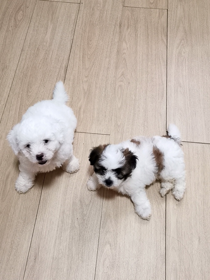ลูกสุนัขมอลติพูล รูปที่ 3