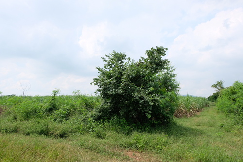 ขายที่ดิน 55 ไร่ 14 ตรว. หนองกวาง โพธาราม ราชบุรี มีทางสาธารณประโยชน์รอบพื้นที่ รูปที่ 1