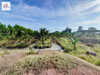 รูปย่อ ขาย ที่ดิน สวนมะพร้าว-บรรยากาศดี โพธาราม ราชบุรี 6 ไร่ 2 งาน 24.6 ตร.วา รูปที่3