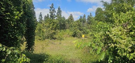 ขาย ที่ดิน  2 ไร่ 27 ตร.วา ต.ลวงเหนือ ดอยสะเก็ด เชียงใหม่ รูปที่ 2