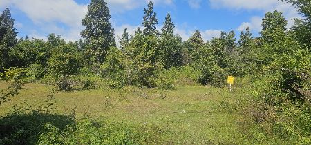 ขาย ที่ดิน  2 ไร่ 27 ตร.วา ต.ลวงเหนือ ดอยสะเก็ด เชียงใหม่ รูปที่ 4