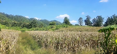 ขาย ที่ดิน เนินเขา วิวสวย ใกล้ทางหลวง เชียงใหม่-ปาย 17 ไร่ 2 งาน 50 ตร.วา อ. แม่แตง เชียงใหม่ รูปที่ 8