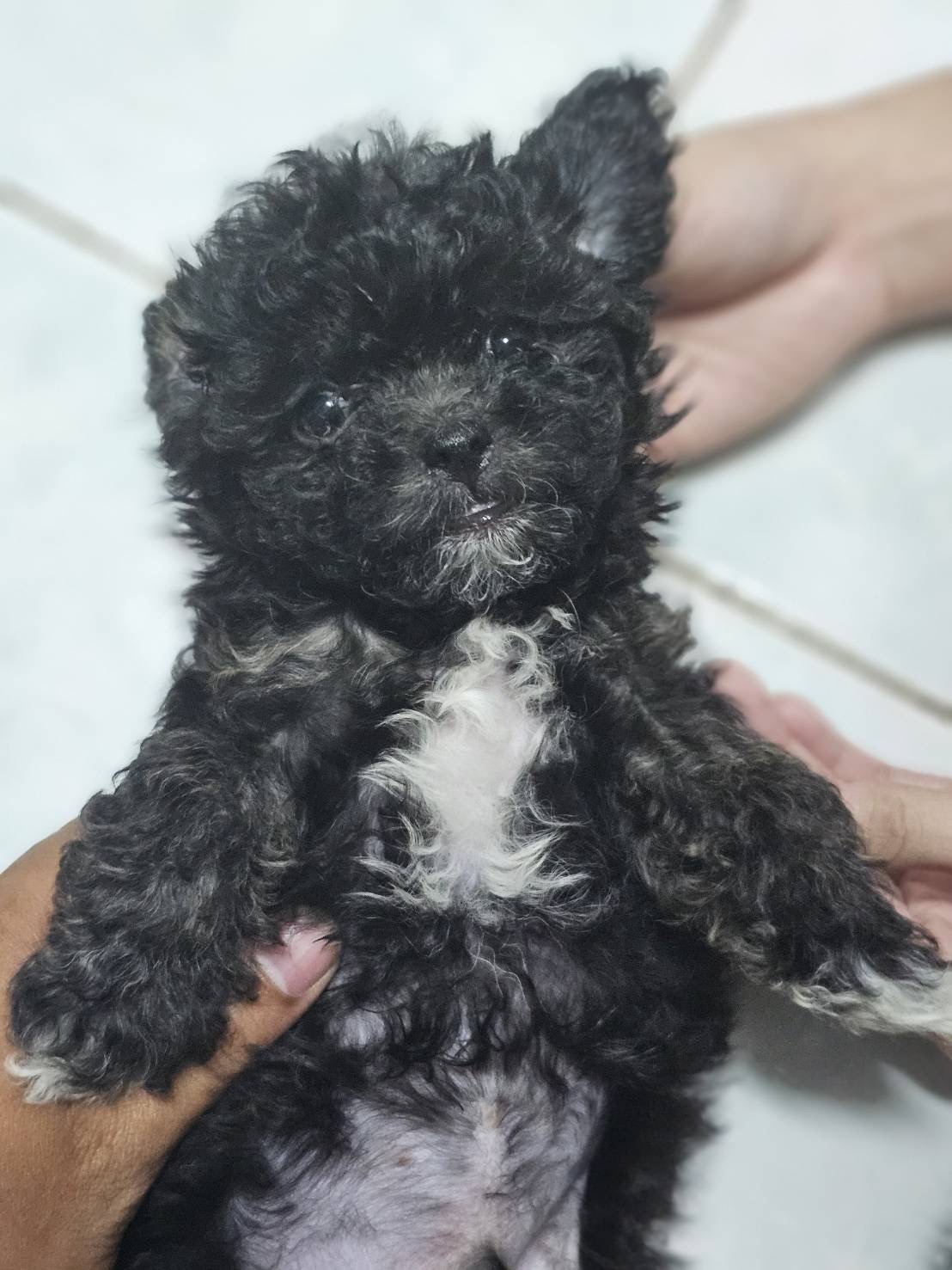 ลูกพุดเดิ้ล รูปที่ 3