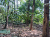รูปย่อ ขาย ที่ดิน พร้อมสวนป่าประดู่ 13 ไร่ 1 งาน 62.5 ตร.วา รูปที่3