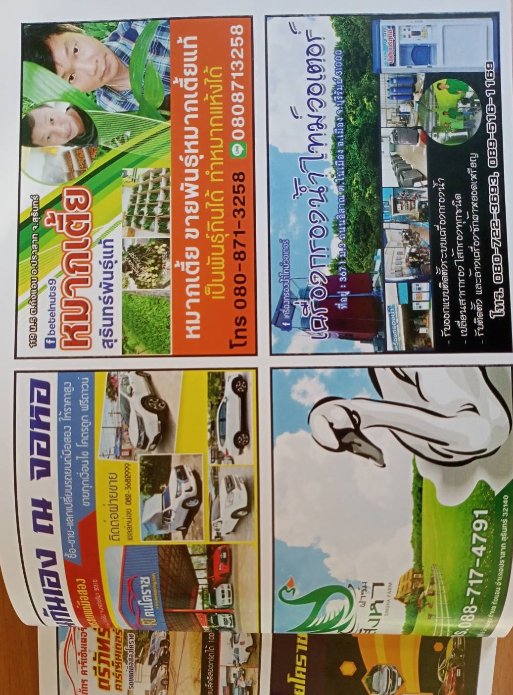 หมากเตี้ย ขายพันธุ์หมากเตี้ย หมากเตี้ย พันธุ์แท้ โทร 0808713258 รูปที่ 5