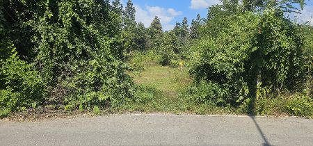 ขาย ที่ดิน  2 ไร่ 27 ตร.วา ต.ลวงเหนือ ดอยสะเก็ด เชียงใหม่ รูปที่ 8