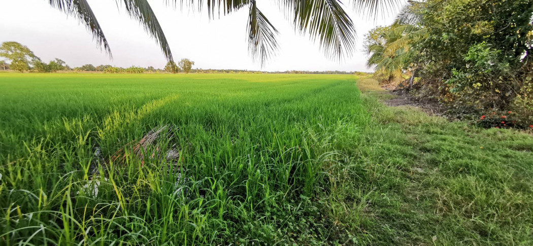 ขาย ที่ดิน หนองเสือ 511 ไร่ 2 งาน 28 ตร.วา เหมาะทำ โครงการหมู่บ้าน สวนเกษตร รูปที่ 5