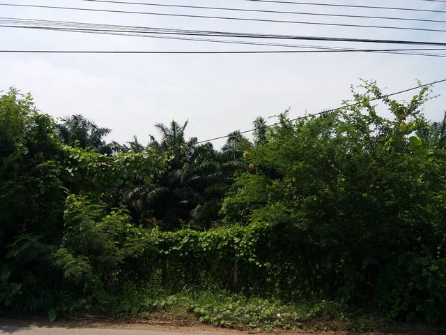 ขาย ที่ดิน พร้อมสวนปาล์ม 18-3-6 ไร่ บ้านเลือก โพธาราม ราชบุรี ใกล้ตลาดปลาบ้านโป่ง ณ สัทธา อุทยานไทย ที่ดินติดทางหลวงเทศบาล รูปที่ 1