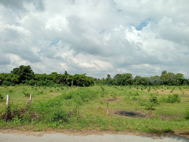 ขายที่ดิน พร้อม บ้านและสวน  31-2-65 ไร่ ติดถนน จอมบึง ราชบุรี รูปที่ 1