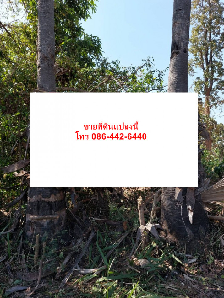 ขาย ที่ดิน ทางหลวงถนนสายบ้านใหม่ไชยพจน์-พล ต.ดงเค็ง อ.หนองสองห้อง ID-13526 รูปที่ 1