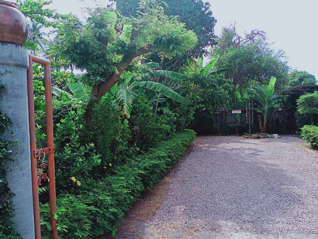 ที่ดินเปล่าถมแล้ว ล้อมรั้วเป็นสัดส่วน พร้อมต้นไม้สวยงาม ร่มรื่น เหมาะอยู่อาศัย 100 ตร.ว. เมือง ราชบุรี รูปที่ 1