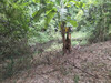 รูปย่อ ขาย ที่ดินเปล่าราชบุรี ใกล้ห้วยไม้เต็ง 1 ไร่ 2 งาน 94 ตร.วา รูปที่4