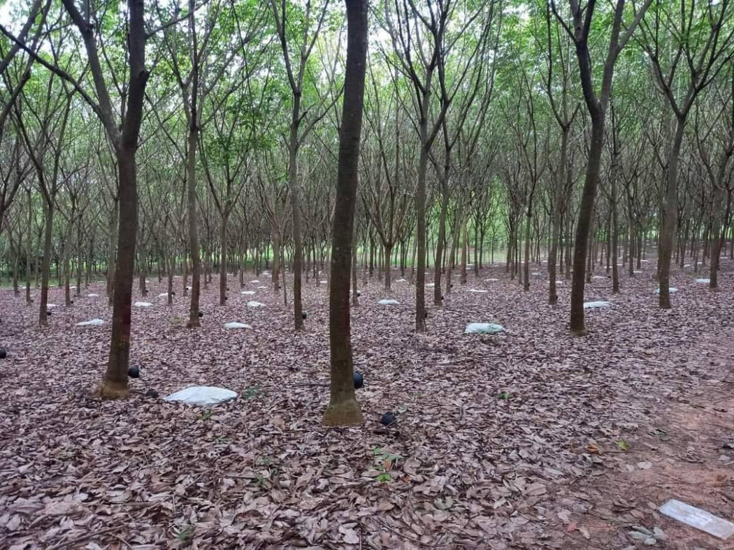 ขายที่ดินสวนปาล์มและสวนยางพาราแก่งดินสอ 50 ไร่ ติดคลอง ติดลำห้วย ใกล้ถ.สก 3039 - 2.1 กม. อ.นาดี จ.ปราจีนบุรี รูปที่ 5