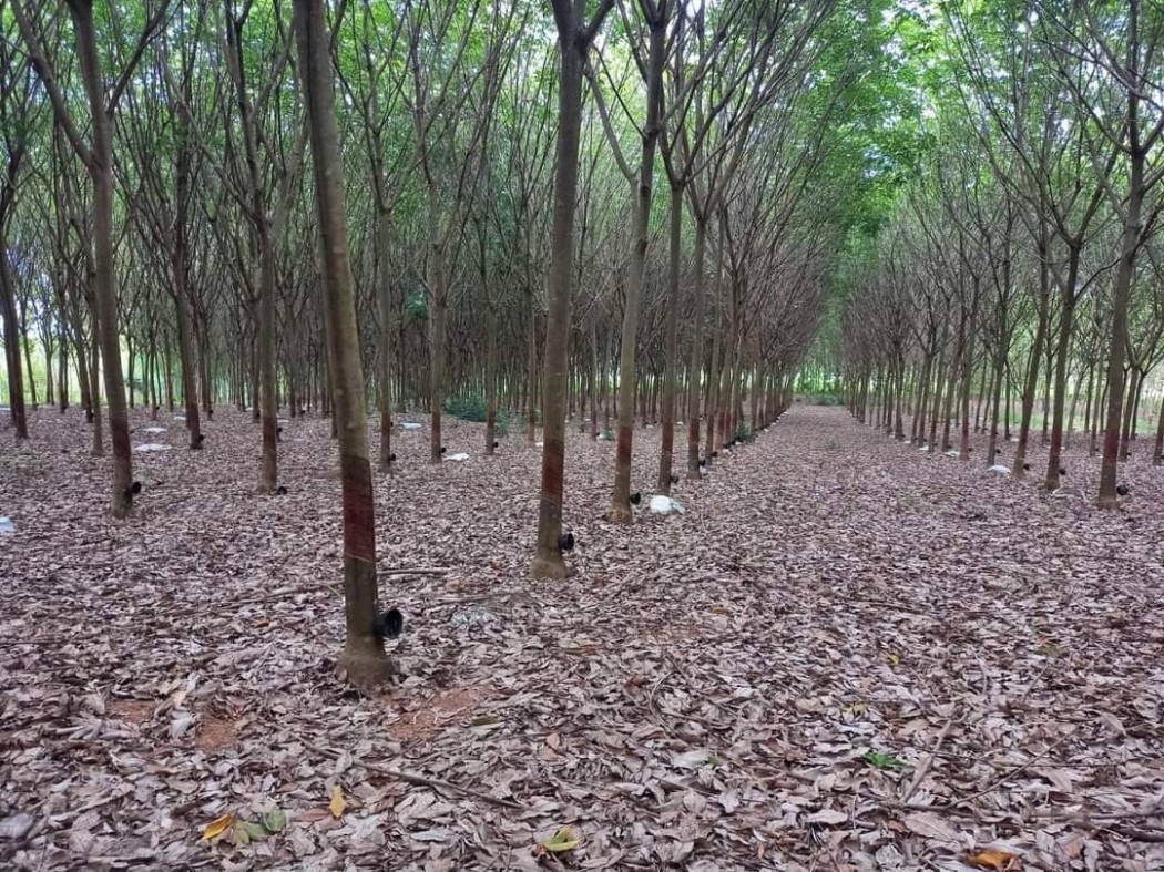 ขายที่ดินสวนปาล์มและสวนยางพาราแก่งดินสอ 50 ไร่ ติดคลอง ติดลำห้วย ใกล้ถ.สก 3039 - 2.1 กม. อ.นาดี จ.ปราจีนบุรี รูปที่ 4