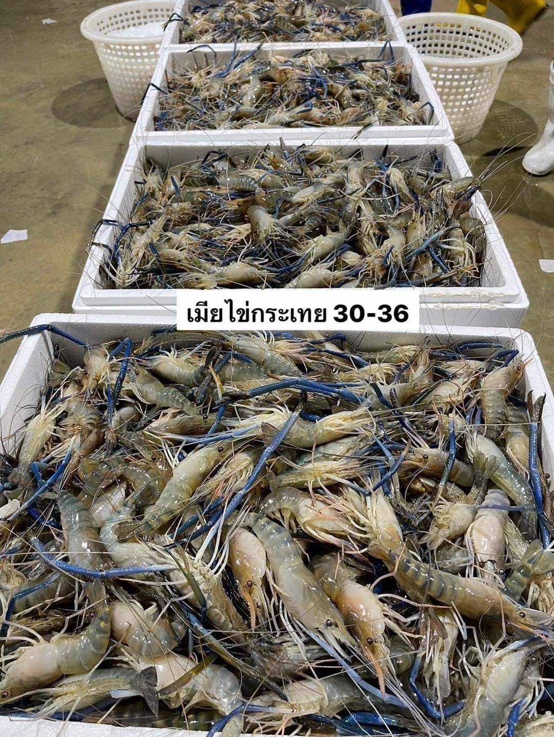 จำหน่ายอาหารทะเลสด อาหารแช่แข็ง อาหารแปรรูปทุกชนิด มีให้เลือกเยอะเช่น กุ้ง หอย ปู ปลาหมึก ปลา หมูสไลด์ ลูกชิ้น แหนมฯ ราคาถูก พร้อมส่งทั่วประเทศ รูปที่ 4