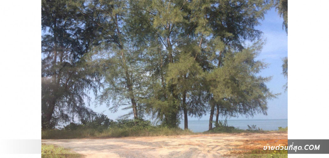 ขาย ที่ดิน ที่ดิน (น.ส.3) 65 ไร่ 0 งาน 10 ตร.ว. ติดทะเล หาดทับทิม (ตราด) รูปที่ 5