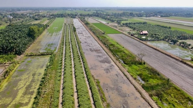 คลอง8 บึงบอน 26 ผ่อนได้ 2 ปี แบ่งขาย มี150 ตรว.และ 446 ตรว. รูปที่ 1