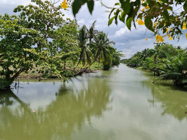 ขายสวนมะพร้าวติดคลอง ราคาถูก  เชิญทางนี้ ต.ยี่สาร อ.อัมพวา จ.สมุทรสงคราม รูปที่ 1