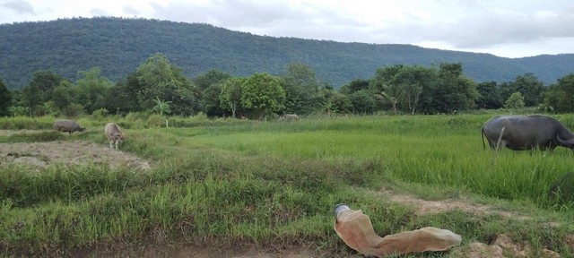 กุมภานี้มีทรัพยืดีมานำเสนอราคาต่อรองได้ ขาย ติดเทือกเขายาวเรียงแนว ดินดีสมบูรณ์ทรัพย์ในดิน  ตำบลนาจาน อำเภอสีชมพู ฟ้าใสอากาศดีขอนแก่น  รูปที่ 1