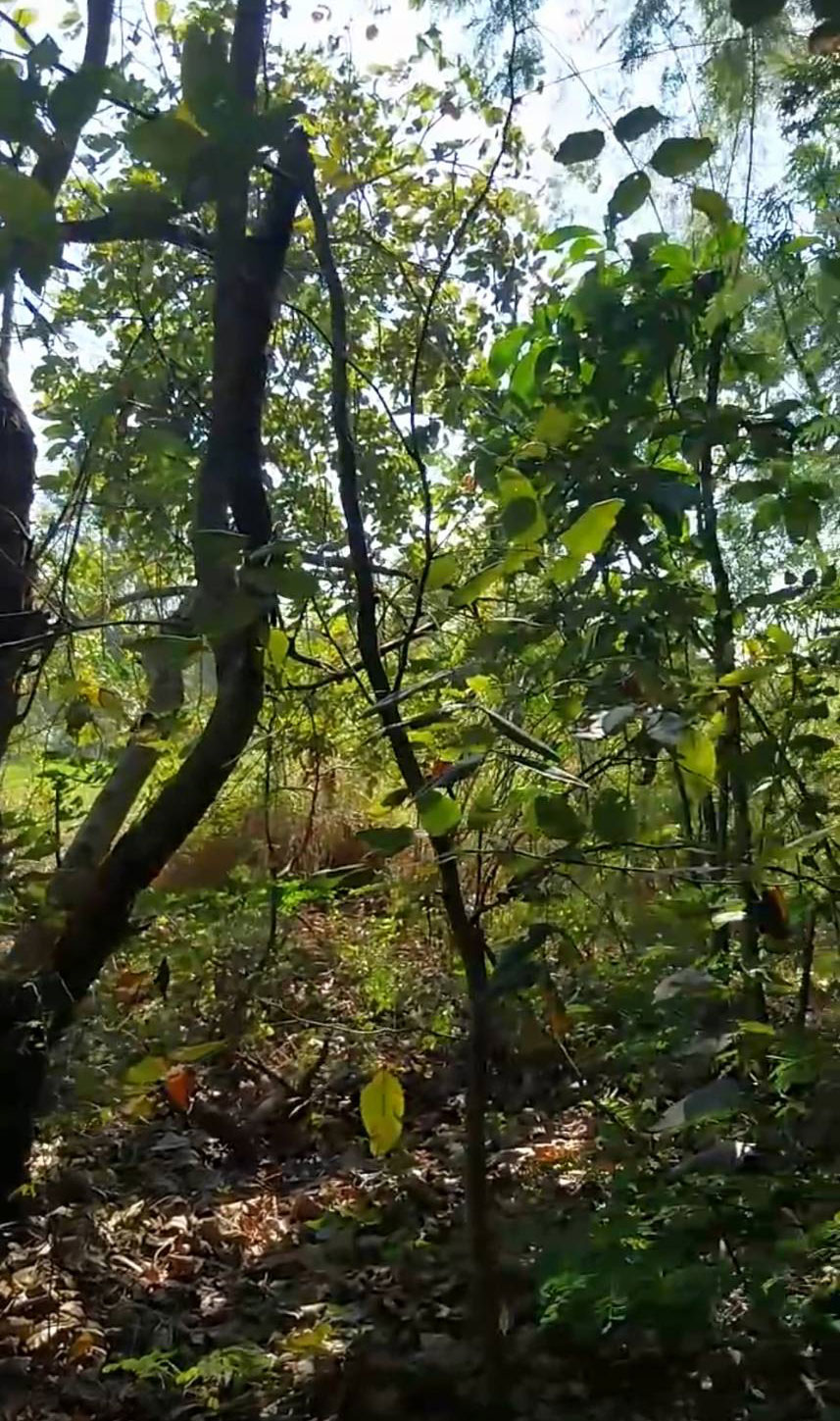 ขายด่วน ที่ดิน 100 ตร.วา ติดทางสาธารณประโยชน์ คลอง12 ปทุมธานี สนใจโทร 091 872 1079 รูปที่ 4