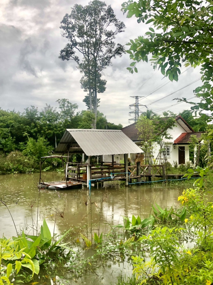 ขาย บ้านเดี่ยว 2 หลัง บรรยากาศเงียบสงบ 300 ตรม. 1 ไร่ 1 งาน 77.6 ตร.วา รูปที่ 3