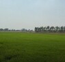 พื้นที่ดิน ที่ดิน อ.นครหลวง จ.พระนครศรีอยุธยา บรรยากาศร่มรื่น