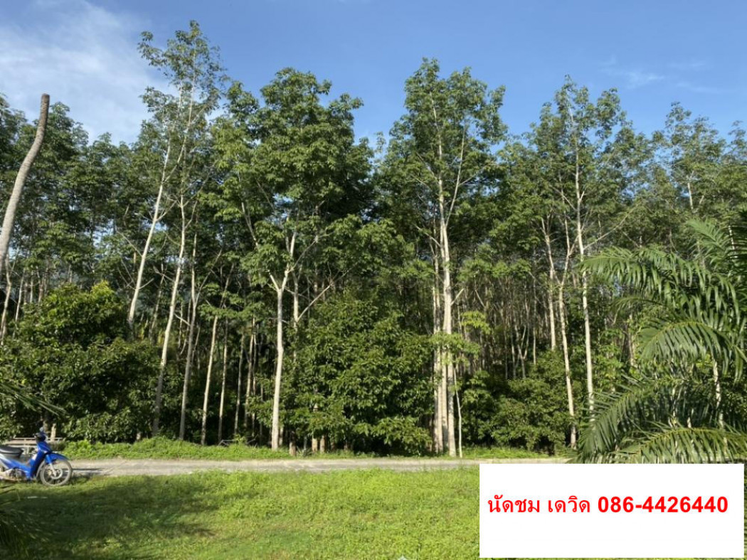ขาย ที่ดิน อำเภอ กระเปอร์ จังหวัดระนอง ID-13699 รูปที่ 2
