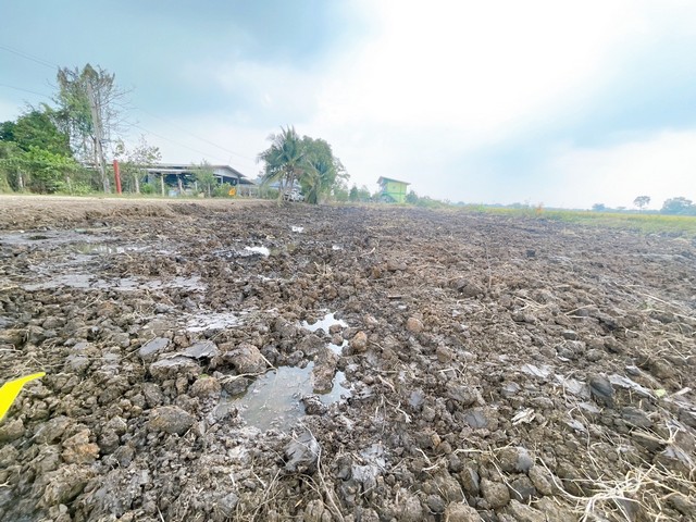 ที่ดิน100 ตรว. คลอง7 หนองเสือ  ปทุมธานี น้ำไฟถึงแล้ว มีทั้งสดและผ่อน รูปที่ 1