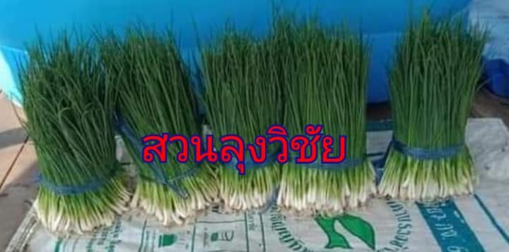 พันธุ์หอมแบ่งนครพนม ต้นใหญ่ใบหนา หัวสวย หัวแกร่ง แตกกอดี ปลูกง่าย โตไว ทนแล้ง ได้ผลผลิตดี  พร้อมจัดส่งทั่วประเทศ มีบริการเก็บปลายทาง รูปที่ 7