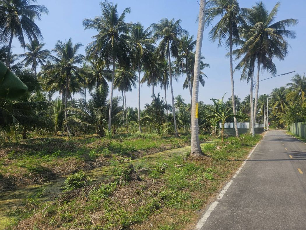 ขาย ที่ดิน สวนมะพร้าว 5 ไร่ 1 งาน 17 ตร.วา ใกล้ อบต.บางนางลี่ อัมพวา สมุทรสงคราม รูปที่ 4