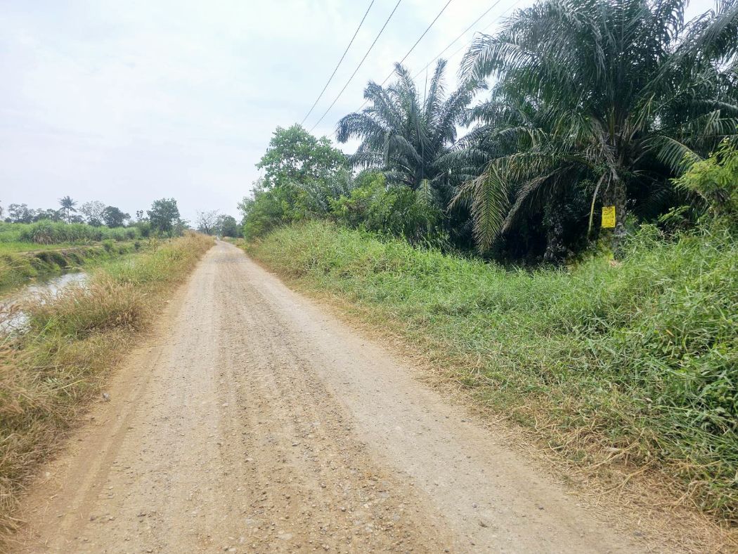 ขาย ที่ดิน แปลงสวย เลียบคลอง8 6 ไร่ ต.บึงบอน หนองเสือ ปทุมธานี รูปที่ 2