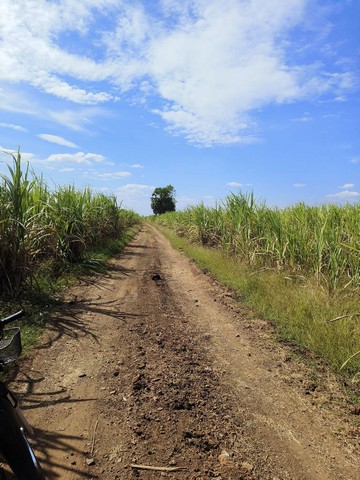 ขายที่ดิน23 ไร่ เจ้าของขายเอง ตำบลโคกแสมสาร อำเภอโคกเจริญ จังหวัดลพบุรี รูปที่ 1