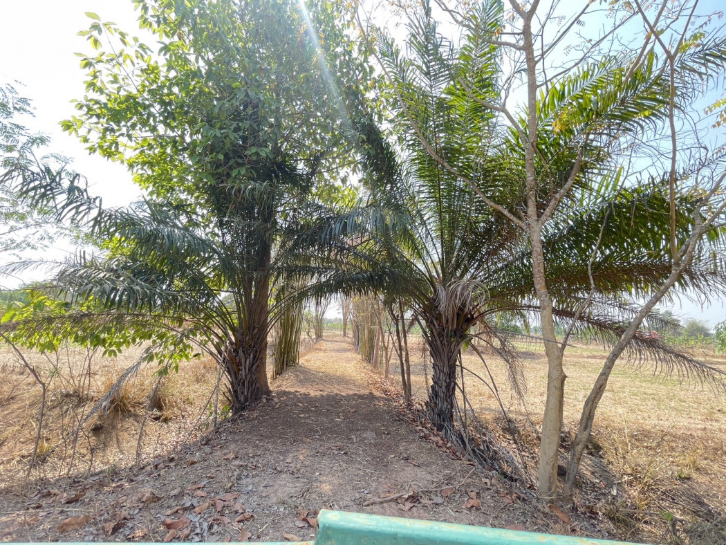 ขาย ที่ดิน อ.ประจักษ์ศิลปาคม หน้ากว้างประมาณ 100 ม. 8 ไร่ 28 ตร.วา รูปที่ 2
