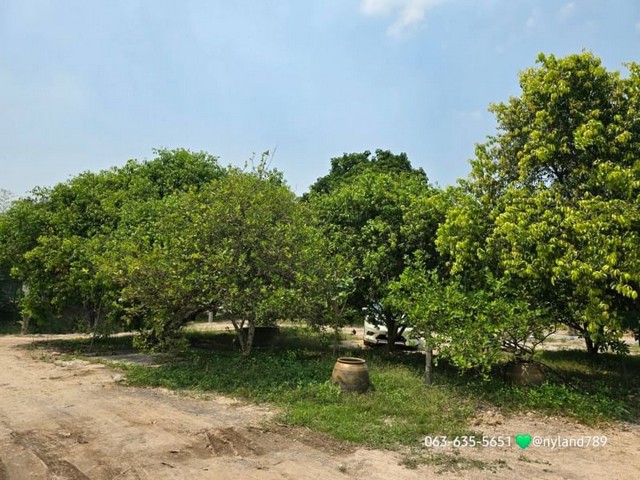 ขายบ้านสวนผลไม้ริมคลอง ฮวงจุ้ยท้องมังกร ต.ป่าขะ อ.บ้านนา จ.นครนายก โฉนดครุฑแดงพร้อมโอน รูปที่ 1