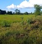 ที่ดิน ขายที่ดินทุ่งนา บ้านนาเพียง ต.สำราญ อ.เมืองขอนแก่น จ.ขอนแก่น 24 SQ.WA 0 Ngan 8 Rai  6200000 THB ใกล้ โรงเรียนบ้านนาเพียง ราคาดีเยี่ยม ทุ่งนากว้างขวาง มีน้ำ ไฟ และถนนเข้าถึง