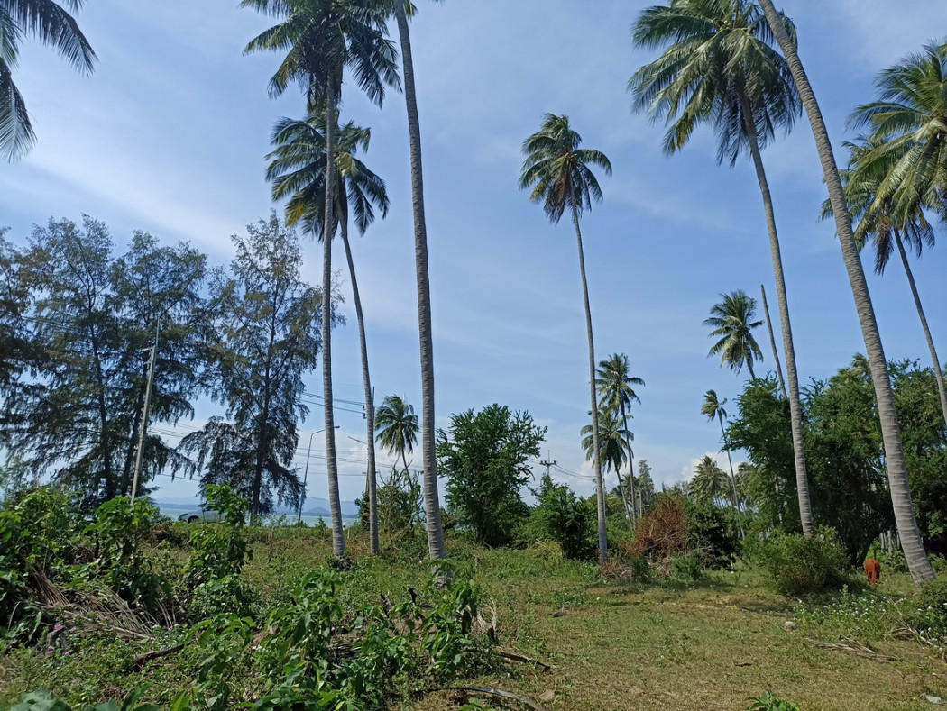 ขาย ที่ดิน ขายที่ดินริมชายหาด  - 5 ไร่ 2 งาน 19 ตร.วา รูปที่ 3