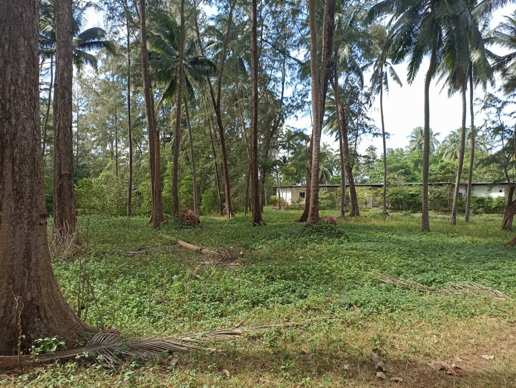 ขาย ที่ดิน - 1 ไร่ 82.8 ตร.วา ติดถนนสาธารณะประโยชน์ 2 ด้าน รูปที่ 3