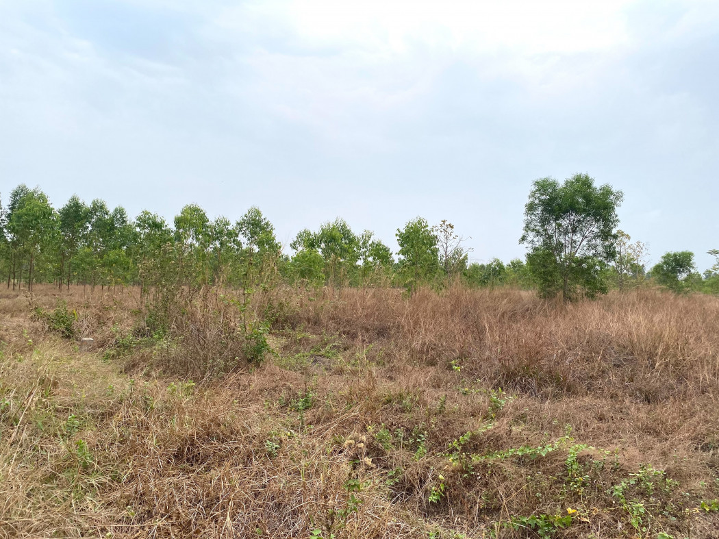 ขาย ที่ดิน แปลงใหญ่ 7 ไร่ 2 งาน 77 ตร.วา ใกล้บิ๊กซี นาดี รูปที่ 4