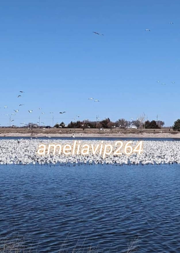 งาน​วีไอพี​ต่างประเทศ​สิงคโปร์​+++ ameliavip264  รูปที่ 5